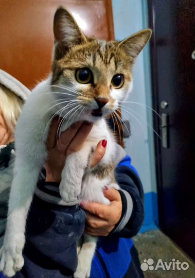 Кошечка погибает в подъезде