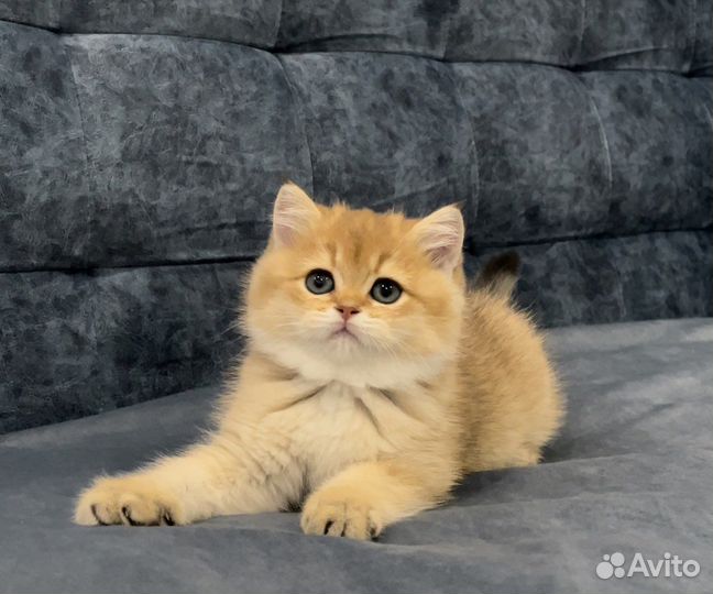 Котята британская золотая шиншилла