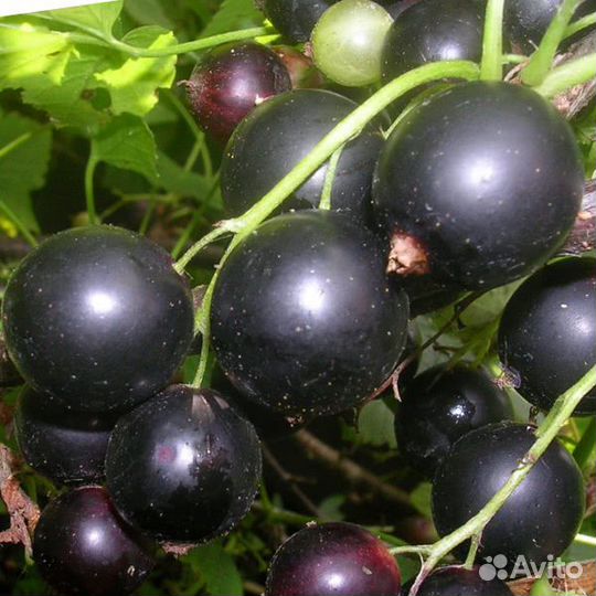 Саженцы крупноплодной черной смородины и малины