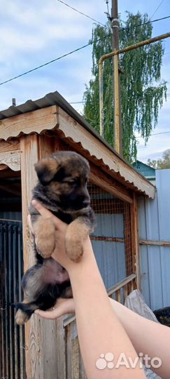 Щенки немецкой овчарки бесплатно