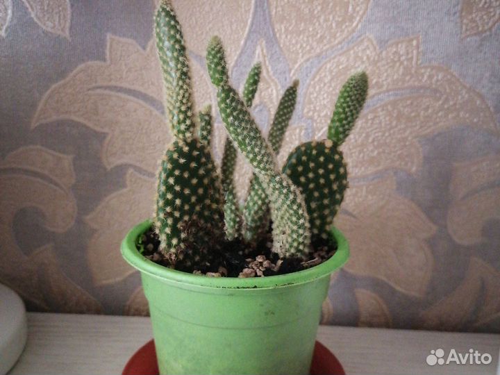 Опунция мелковолосистая. Фикус Бенджамина