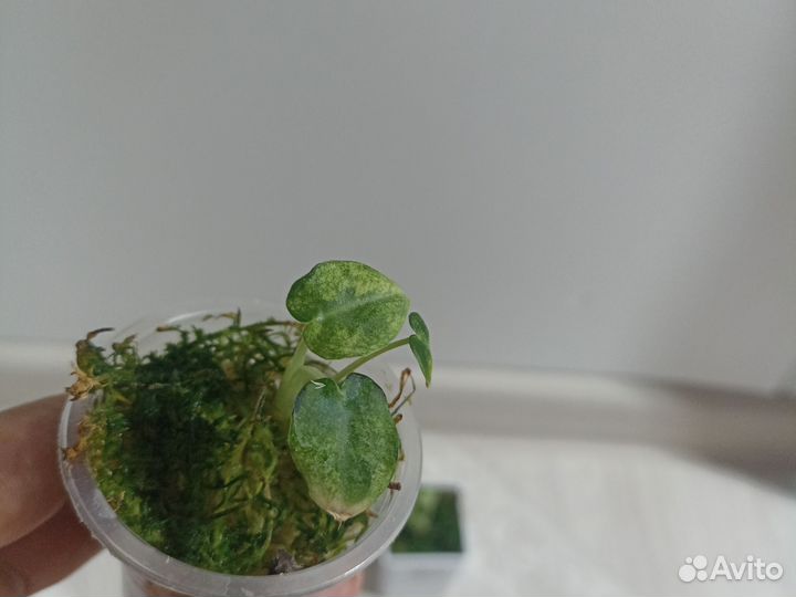 Алоказия блек вельвет/ниндзя вар