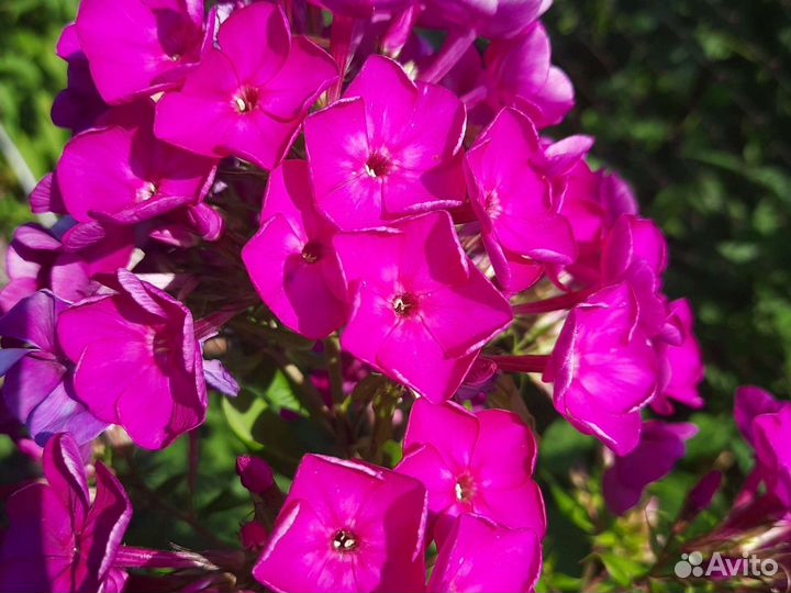 Флокс многолетний, мыльнянка лекарственная