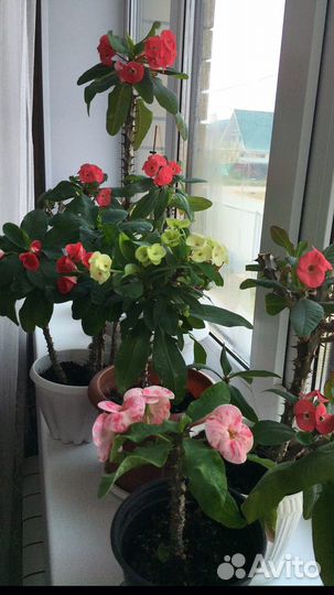 Молочай миля