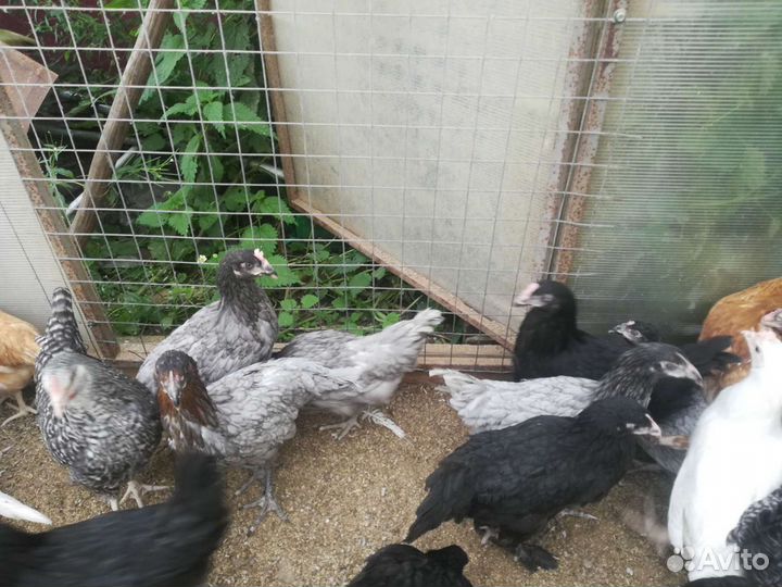 Куры молодки