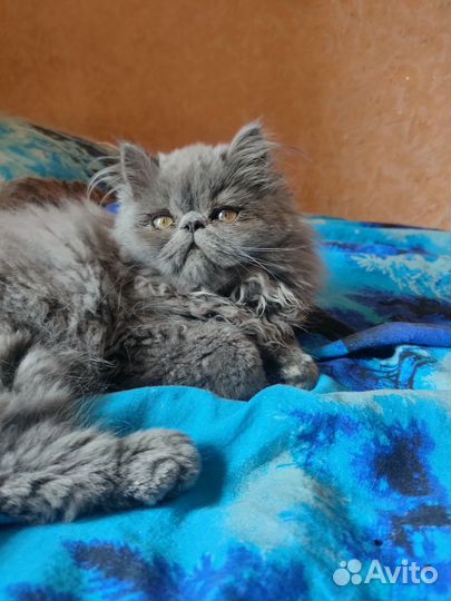 Персидские котята