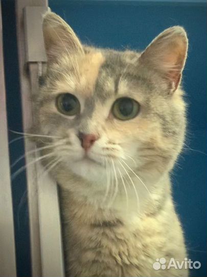 Нежная малышка Боня (1,5 года)