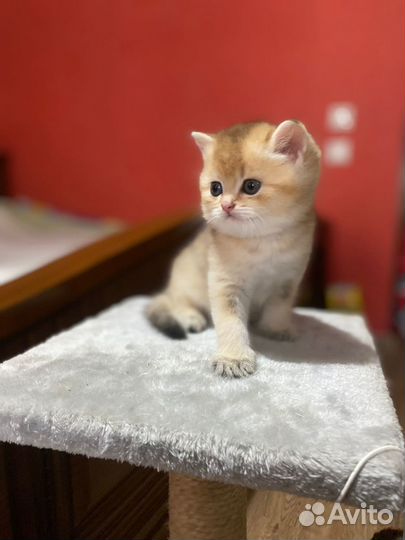 Британские котята