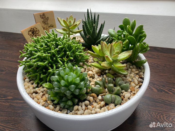 Флорариум из суккулентов (размер хl)