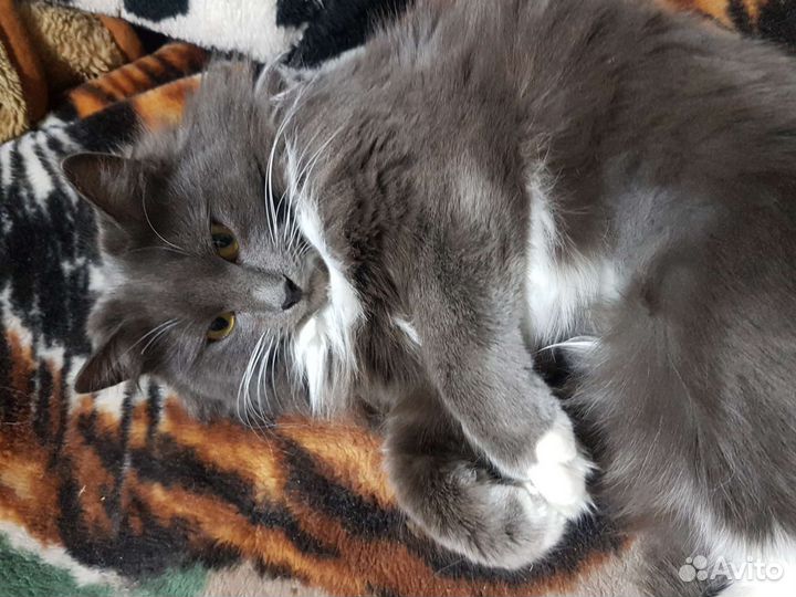 Стерилизованная молодая кошечка бесплатно