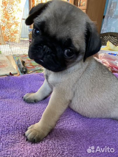 Щенки Мопса,3 мальчика и 2 девочки