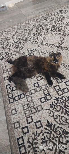 Шотландская вислоухая кошка