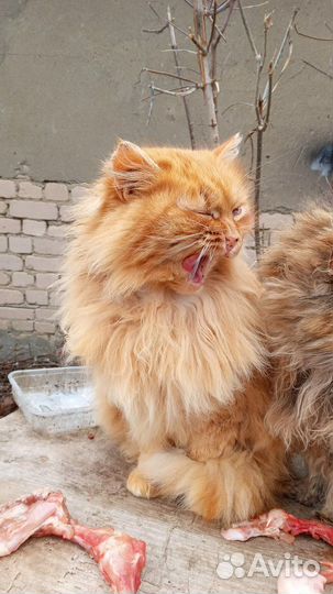 Кошки в добрые руки