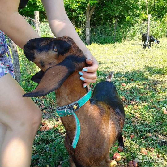 Нубийские козы