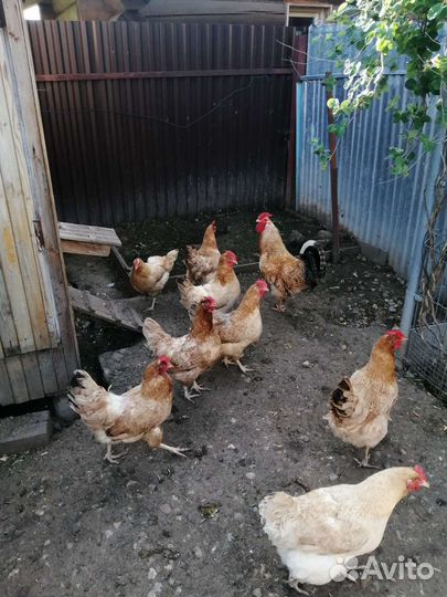 Цыплята Царскосельской породы