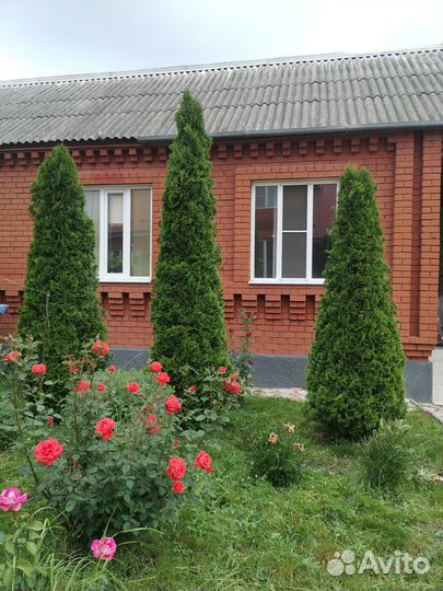 Туи смарагд