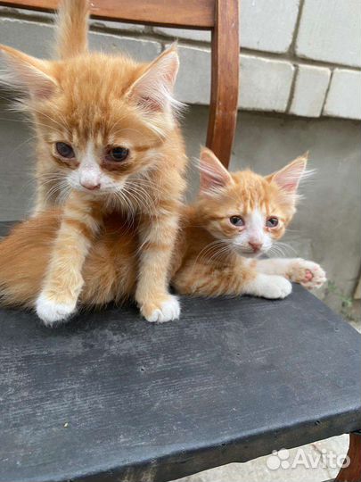 Кошка в дар