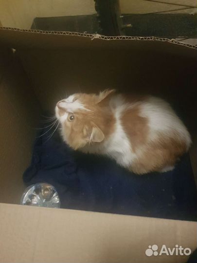 Кошка в дар