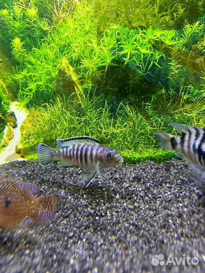 Рыбы цихлиды