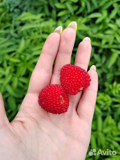 Тибетская малина саженцы