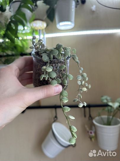 Редкие суккуленты и др