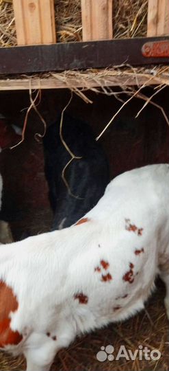 Телята с доставкой и выбором