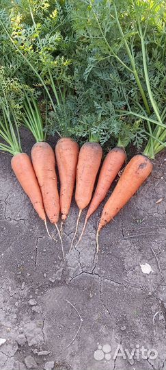Морковь оптом