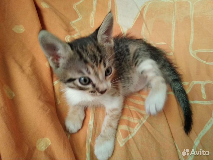 Котёнок трёхцветный