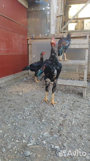 Бойцовые петухи