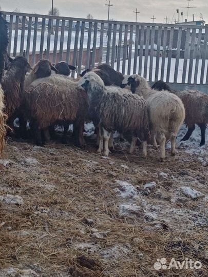 Курдючные бараны овцы