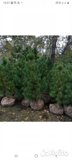 Саженцы сибирского кедра