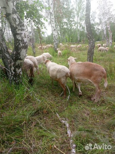 Ярки ягнята породы Дорпер Кая, овцы бараны Катумы