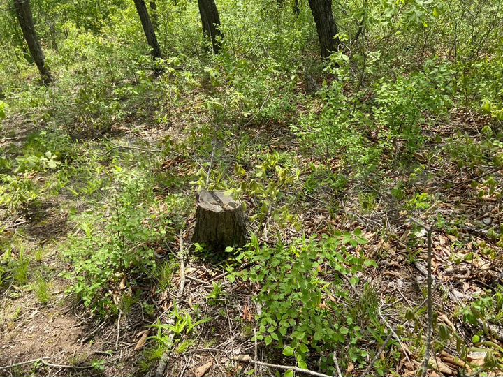 Участок 15 сот. (ИЖС)