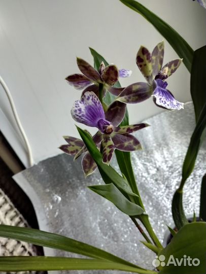 Зигопеталум, Голубой ангел