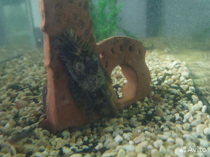 Аквариумное рыбки