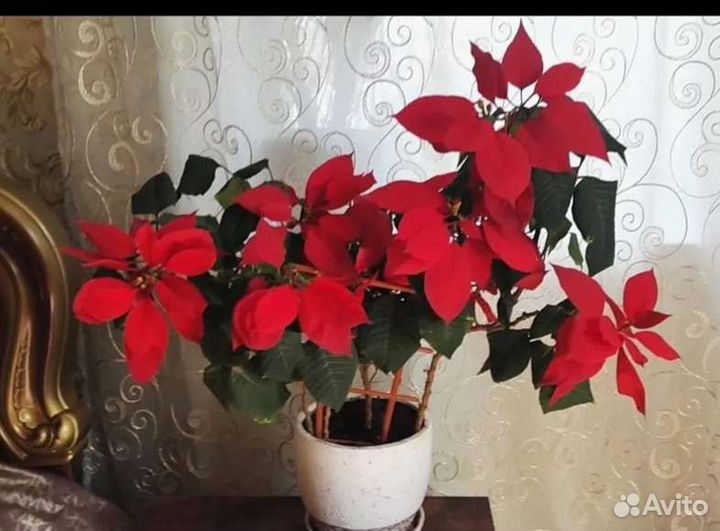 Пуансетия