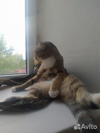 Кошки в добрые руки