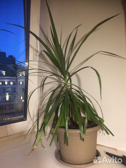 Комнатные растения