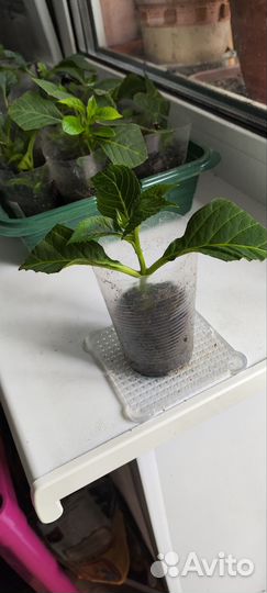 Гортензия крупнолистная черенки