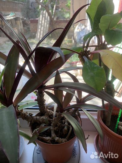 Комнатные цветы