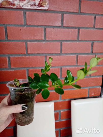 Нематантус Ветстайна