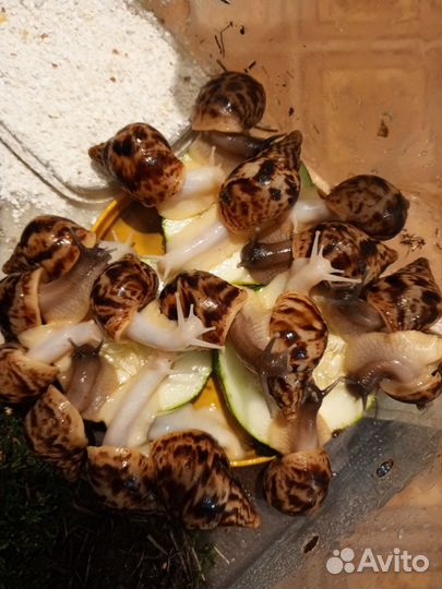 Улитки ахатины