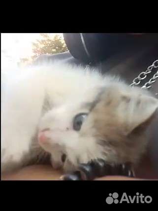 Котëнок
