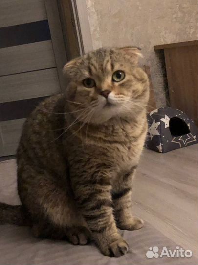 Шотландский вислоухий кот на вязку