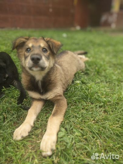 Щенок в добрые ручки