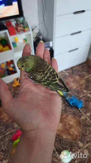 Волнистый попугай