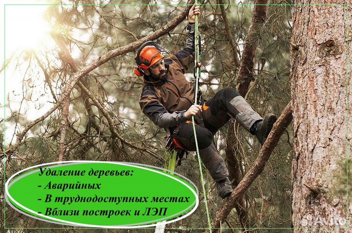 Спил деревьев