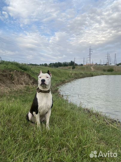 Амстафф вязка