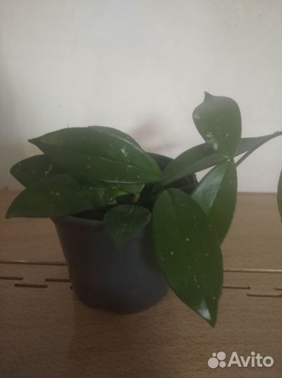 Продам хойю, кактусы