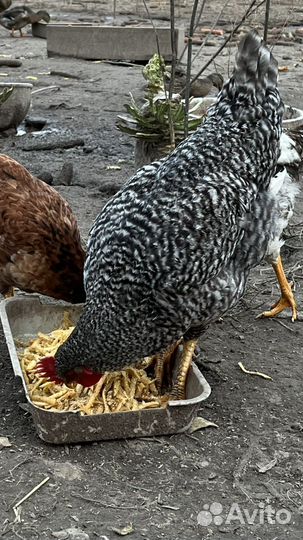 Молодые петухи